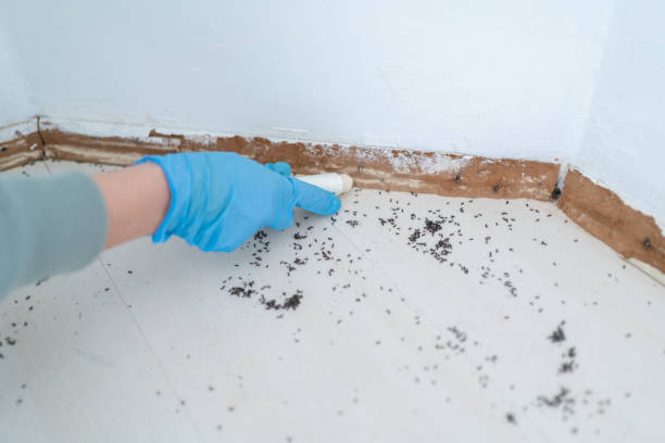 Best Pest Inspection Near Me  in Wheat Ridge, CO