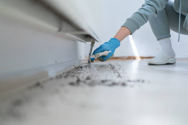 Best Best Pest Control Companies  in Wheat Ridge, CO